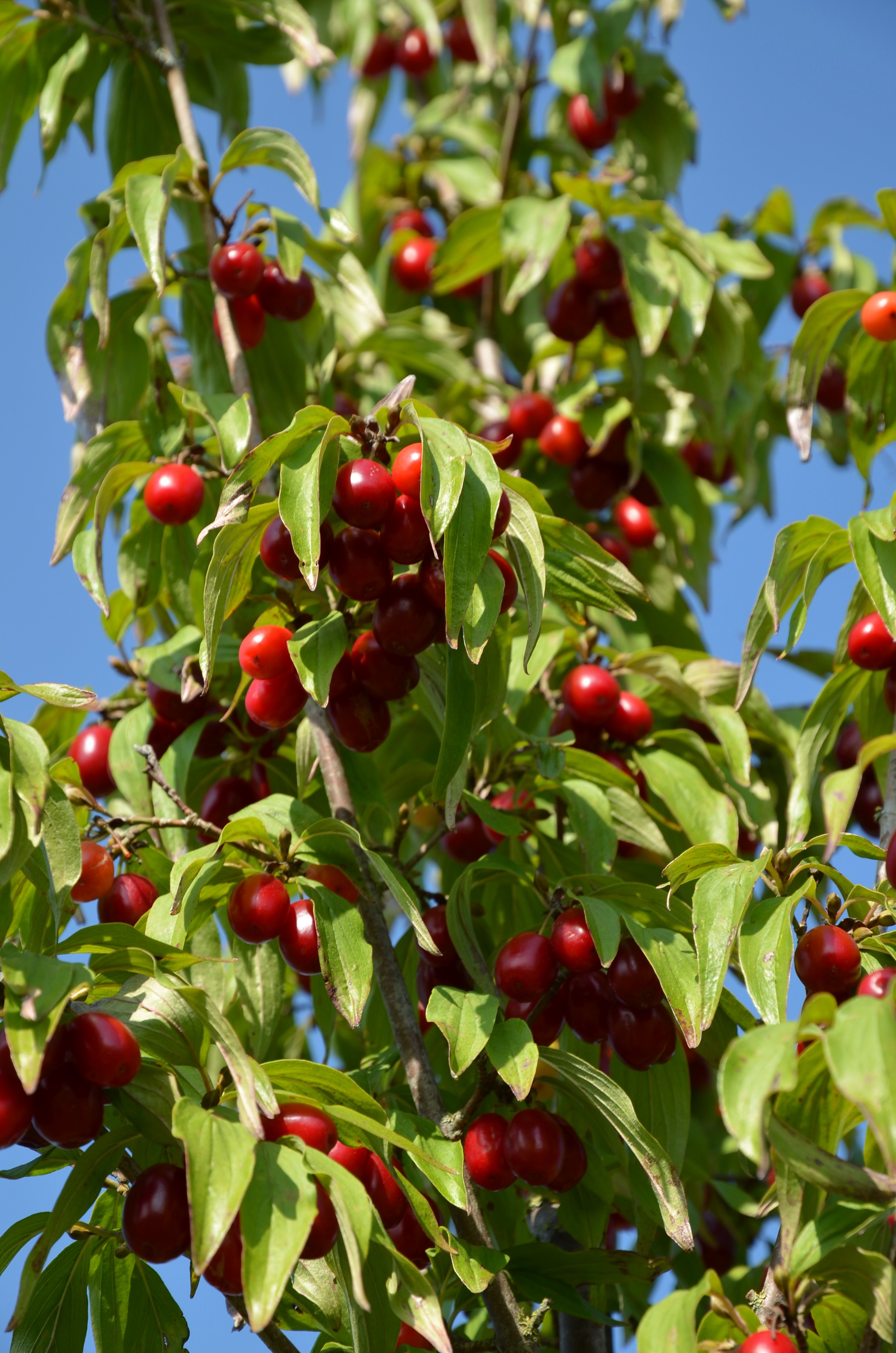 sonstiges Obst